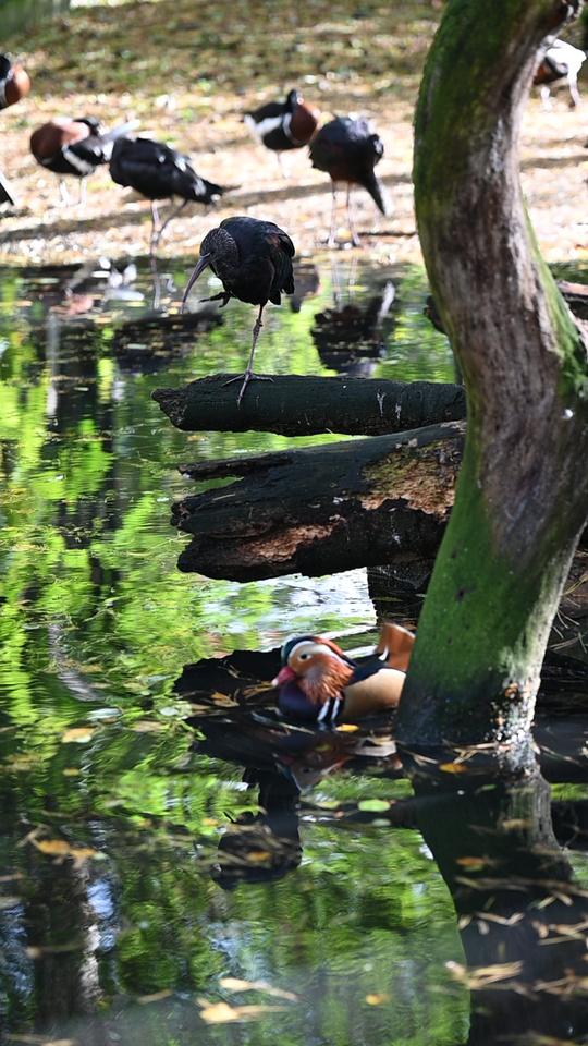 2025/10/12 - zoo/DSC_0036.jpg